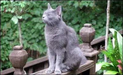 ~ Chat de goutti&egrave;re Quelle est sa taille moyenne ?