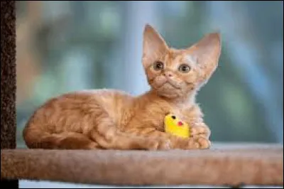 ~ Devon Rex Vrai ou faux ? Son corps est recouvert de poils fris&eacute;s.