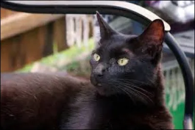 ~ Havana brownVrai ou faux ? Il a des moustaches marron :