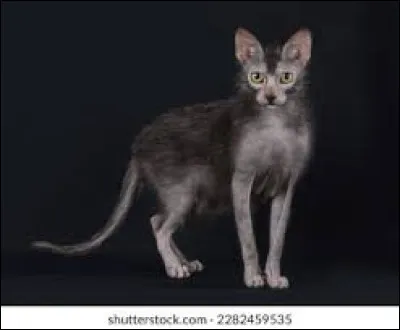 ~ Lyko&iuml;Ce chat pr&eacute;f&egrave;re chasser seul.