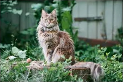 ~ Maine CoonIl est :