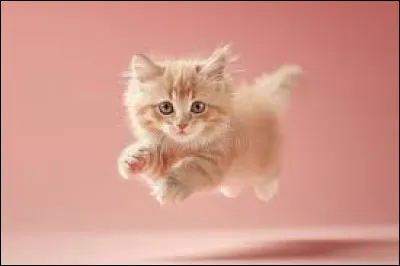 ~ MunchkinLe plus petit chat au monde est de cette race :