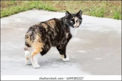 ~ ManxIl atteint l'&acirc;ge adulte &agrave; :