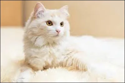 ~ Angora turcCe chat :