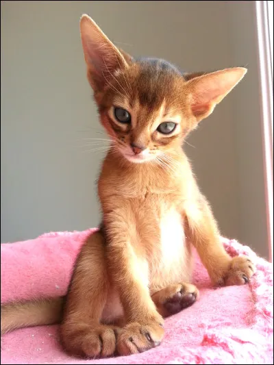 ~ AbyssinCe chat est plut&ocirc;t :