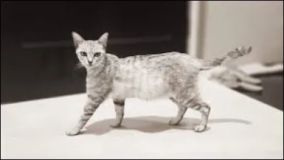 ~ Australian mist Quelle est sa taille moyenne ?