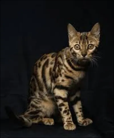 ~ BengalVrai ou faux ? C'est le seul chat domestique pouvant avoir des rosettes sur son pelage (t&acirc;che pr&eacute;sente sur la robe du l&eacute;opard).