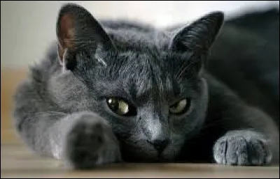 ~ Bleu russeSes coussinets sont :