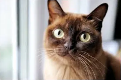 ~ BurmeseVrai ou faux ? Les femelles et les m&acirc;les ont la plupart du temps des personnalit&eacute;s distinctes.