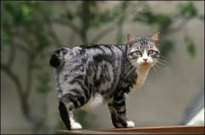 ~ Bobtail japonaisQuelle est la seule information fausse :