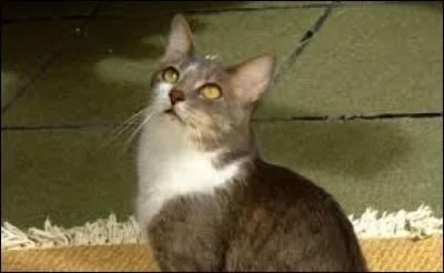 ~ Brazilian shortairCette race est connue pour vivre tr&egrave;s peu de temps