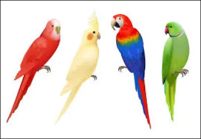 Dans quelle photo voit-on un perroquet appel&eacute; rosalbin ?