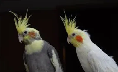 La perruche callopsyte peut-elle parler ?