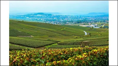 Le relief arrondi, moins &eacute;lev&eacute; qu�une montagne, la pente plut&ocirc;t douce et l&agrave;, pr&eacute;cis&eacute;ment, on y cultive un vignoble.