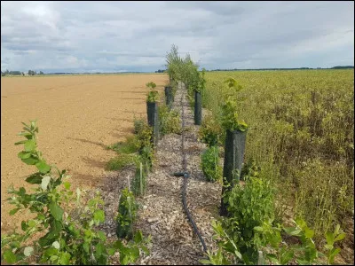 Ce relief est fertile et plat &agrave; perte de vue.