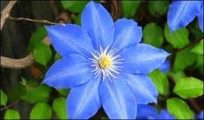 Qu'est ce q'une personne "fleur bleue" ?