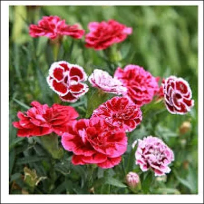 En quelle ann&eacute;e eut lieu la r&eacute;volution des Oeillets au Portugal ?