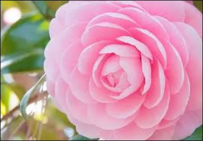 Quel est le titre du single de Cam&eacute;lia Jordana sorti en 2010 ?