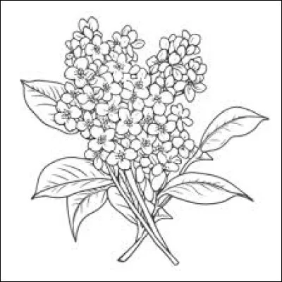 De quelle couleur le lilas est-il une nuance ?