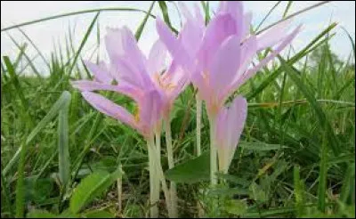 Terminez la premi&egrave;re partie de cette chanson pupulaire : Colchiques dans les pr&eacute;s, fleurissent, fleurissent, colchiques dans les pr&eacute;s,...