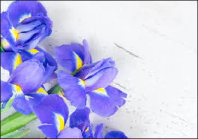 En quelle ann&eacute;e Iris Mittenaere est-elle &eacute;lue Miss France ?