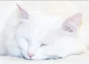 Quiz Connais-tu Tornade Blanche de ''LGDC'' ?