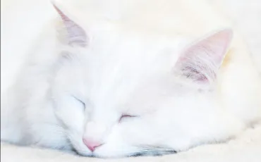 Quiz Litt�rature, po�sie