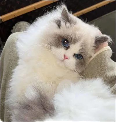 Quelle est la couleur de son pelage et de ses yeux ?