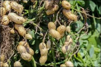 L' ... est une plante tropicale cultiv&eacute;e pour ses graines