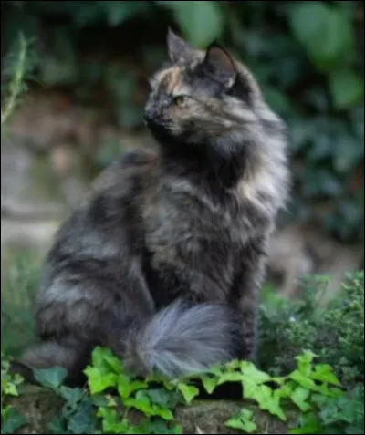 Maintenant, quel suffixe aimes-tu ?