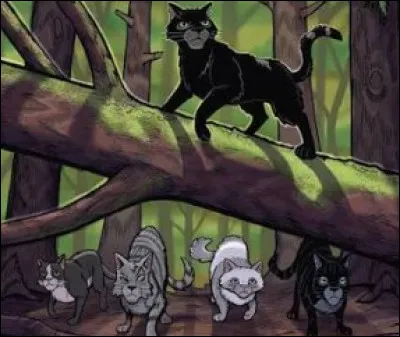 Quel type de chat pr&eacute;f&egrave;res-tu ?