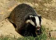 Quiz Les animaux d�Europe