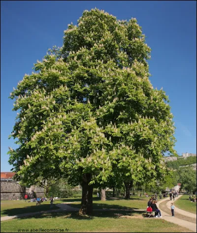 Cet arbre est un ...