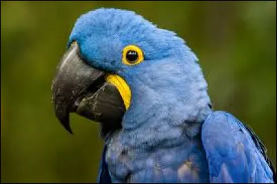 Ce ... est magnifique !