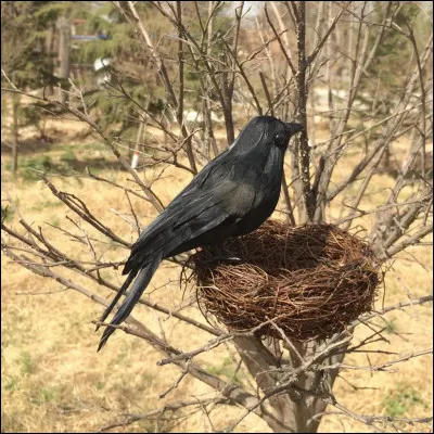 Pour un oui ou pour un non, on y joue.