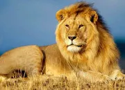 Quiz Mammif�res, difficult� croissante