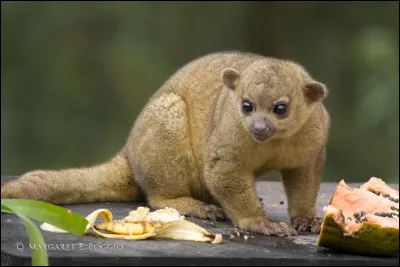 Quel est le nom de ce petit mammif&egrave;re arboricole ?