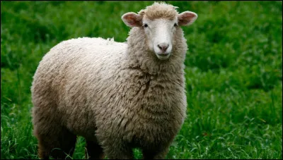 Quel est le nom de ce ruminant domestique ?