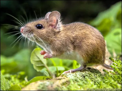 Quel est le nom de ce petit rongeur ?