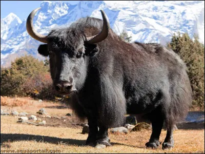 Quel est le nom de ce bovid&eacute; ?