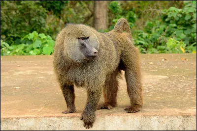 Quel est le nom de ce primate ?