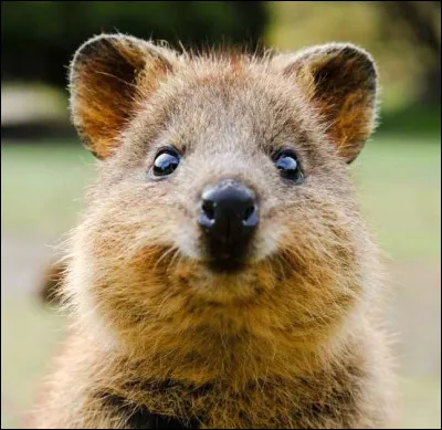 Quel est le nom de ce petit marsupial ?