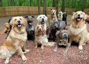 Quiz Zoologie - Les races de chiens pr�f�r�es des Fran�ais en 2025