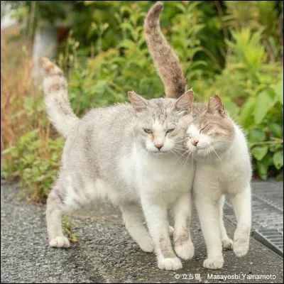 Et enfin, de qui Museau Cendr&eacute; &eacute;tait-elle amoureuse ?
