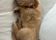 Test Quelle race de chien est faite pour toi ?