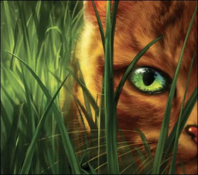 Comment s'appelle ce chat domestique ?