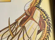 Quiz Quiz sur... Criquette !