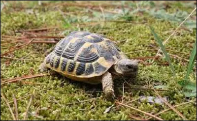 La tortue est prot&eacute;g&eacute;e par sa ...