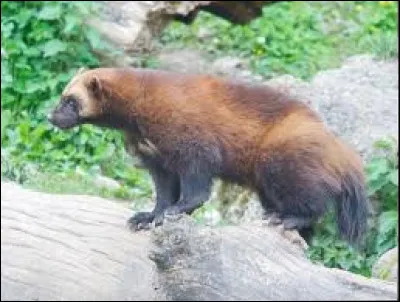 Le glouton est consid&eacute;r&eacute; comme un animal ...