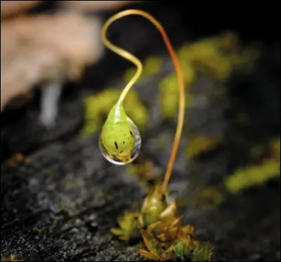 Je pr&eacute;tends que le nom esp&egrave;ce peut prendre 2 genres, si bien que l'on entend r&eacute;guli&egrave;rement ► voici un esp&egrave;ce de... ou une esp&egrave;ce de...